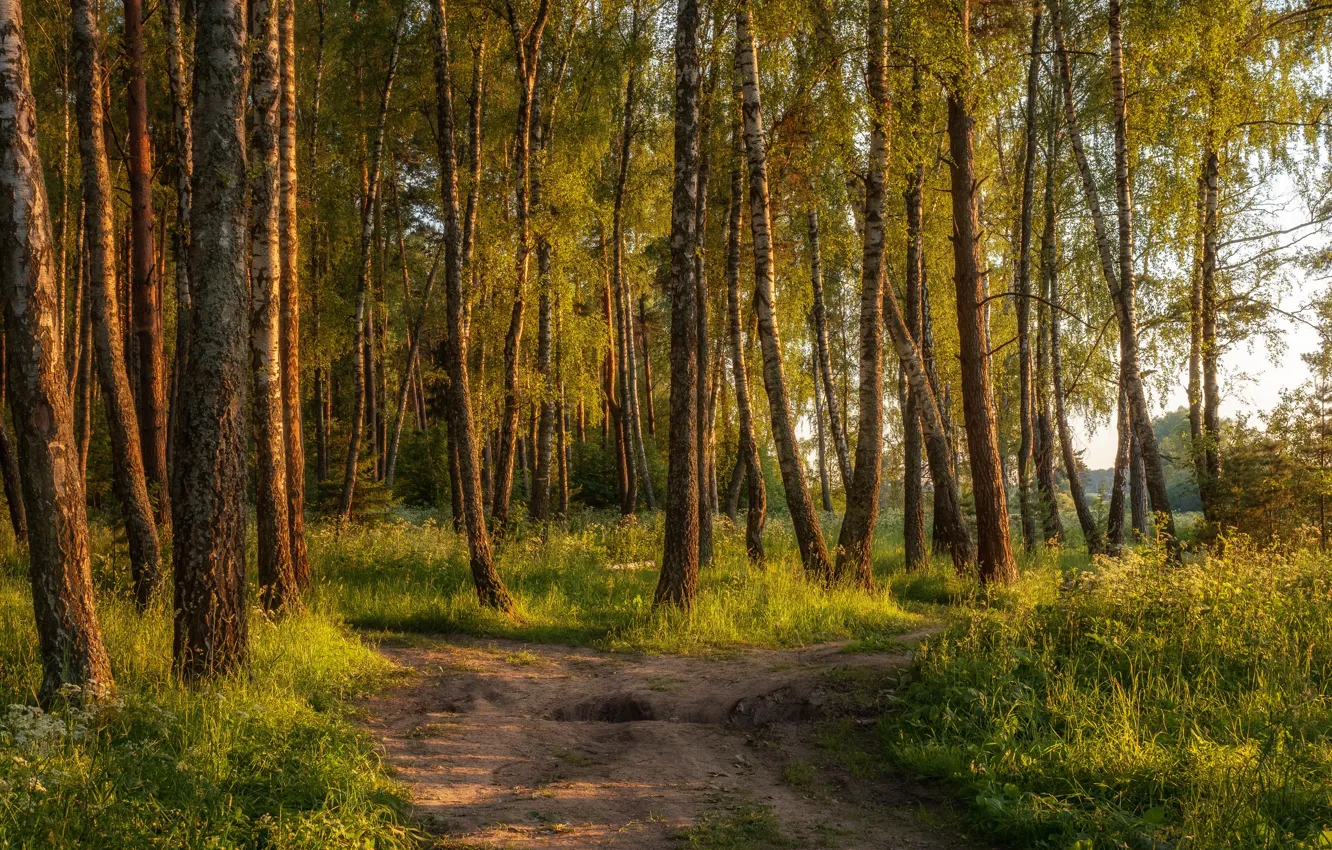 Фото обои дорога, лес, лето, трава, свет, деревья, стволы, березы