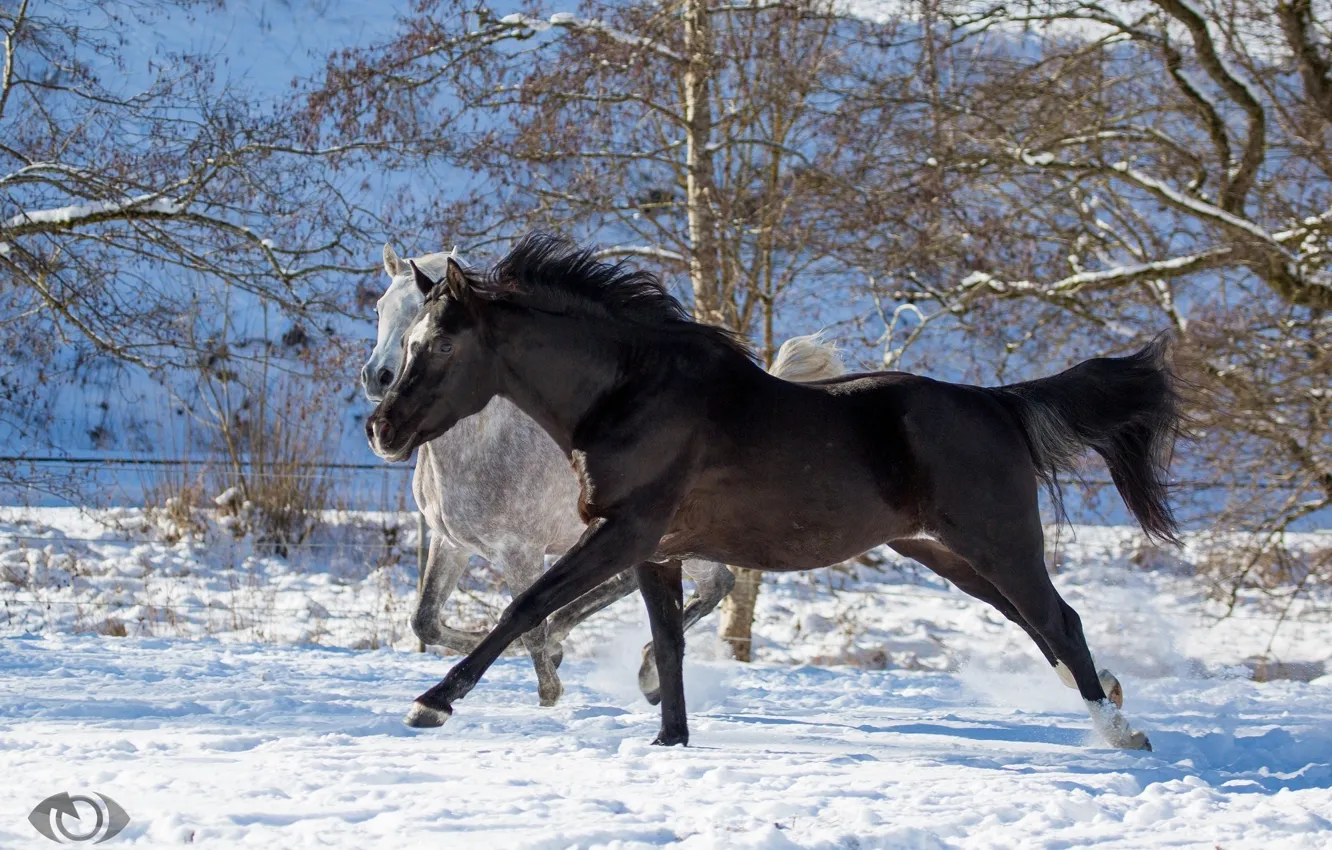 Фото обои серый, кони, лошади, бег, пара, двое, загон, вороной
