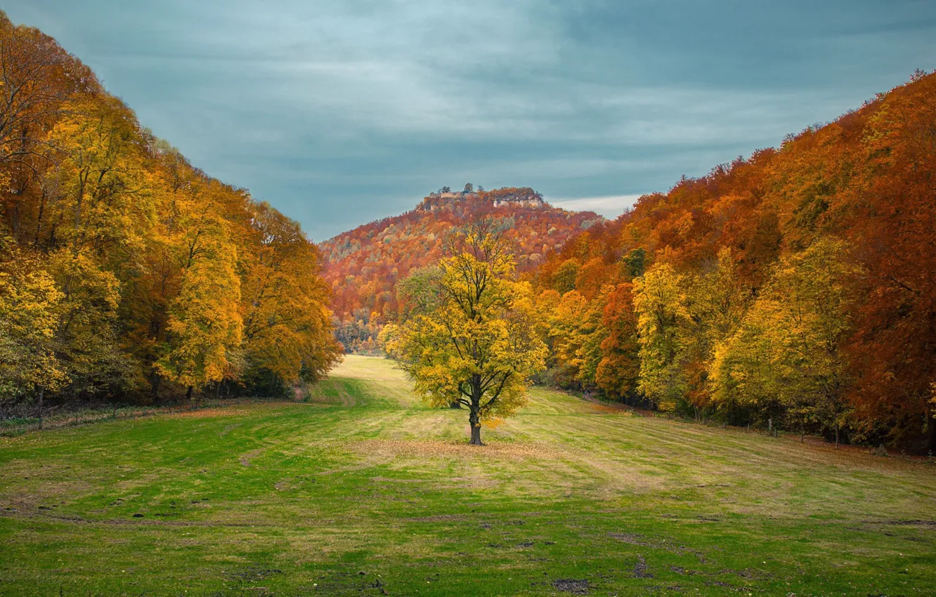 Фото обои forest, sky, trees, nature, tree