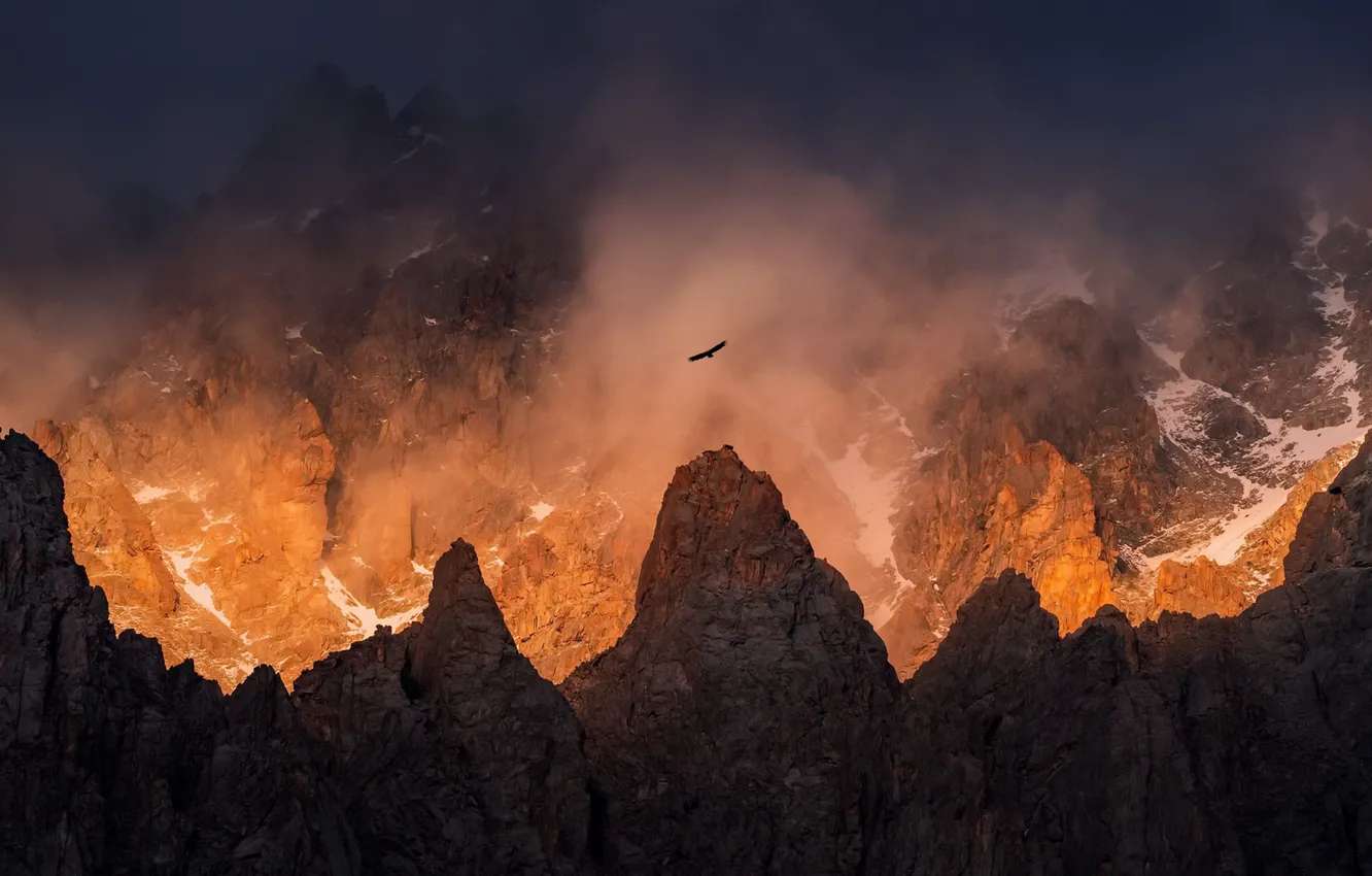 Фото обои свет, горы, туман, птица