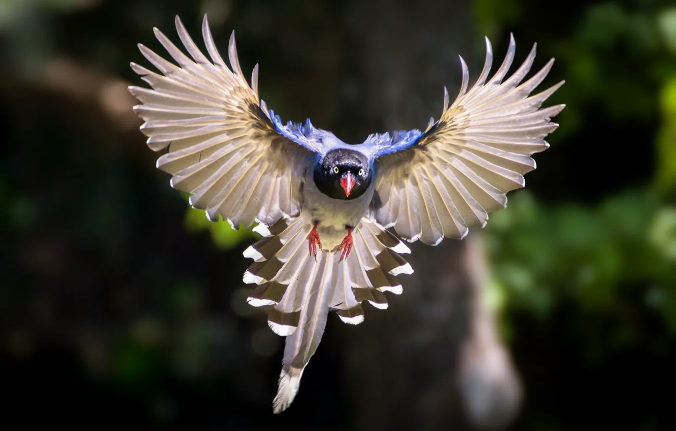 Фото обои птица, крылья, полёт, боке