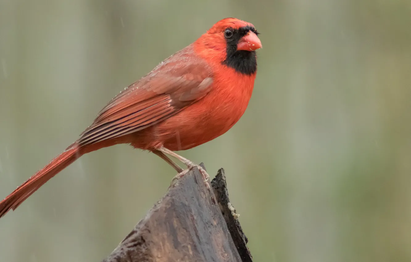 Фото обои птицы, кардинал, красный кардинал