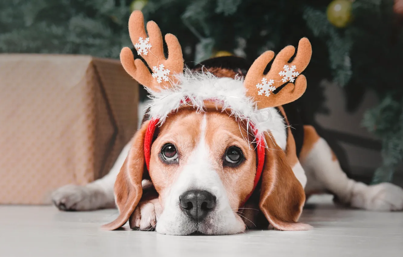 Фото обои снежинки, праздник, елка, рождество, собака, рога