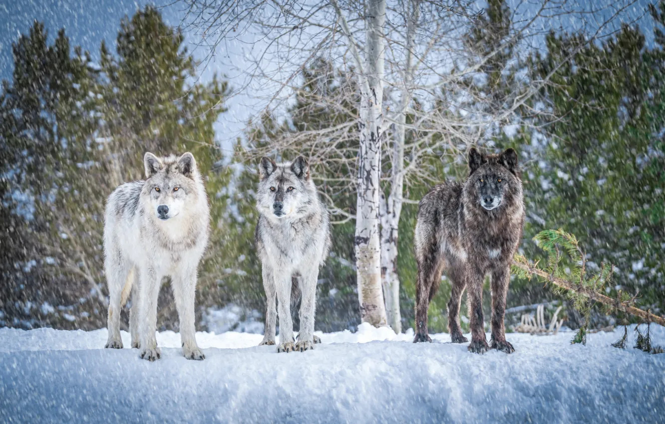 Фото обои зима, снег, деревья, волки, трио, троица, санитары леса