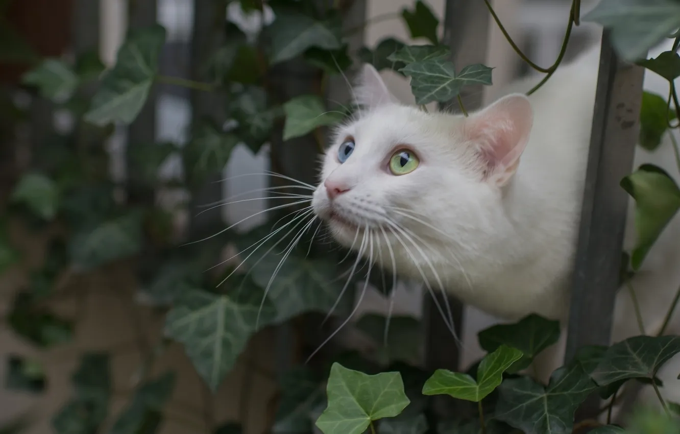 Фото обои листья, забор, белый кот