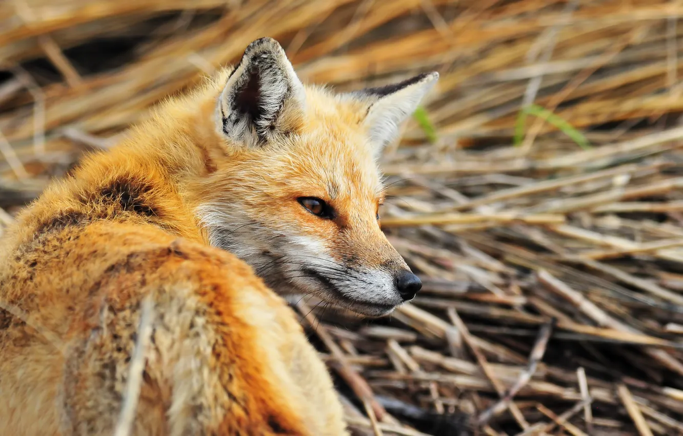Фото обои взгляд, оранжевый, хищник, лиса, firefox, fox, рыжая лиса