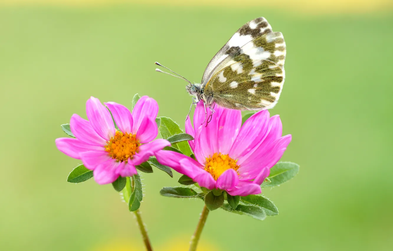 Фото обои лето, макро, цветы, зеленый, фон, бабочка, насекомое, розовые