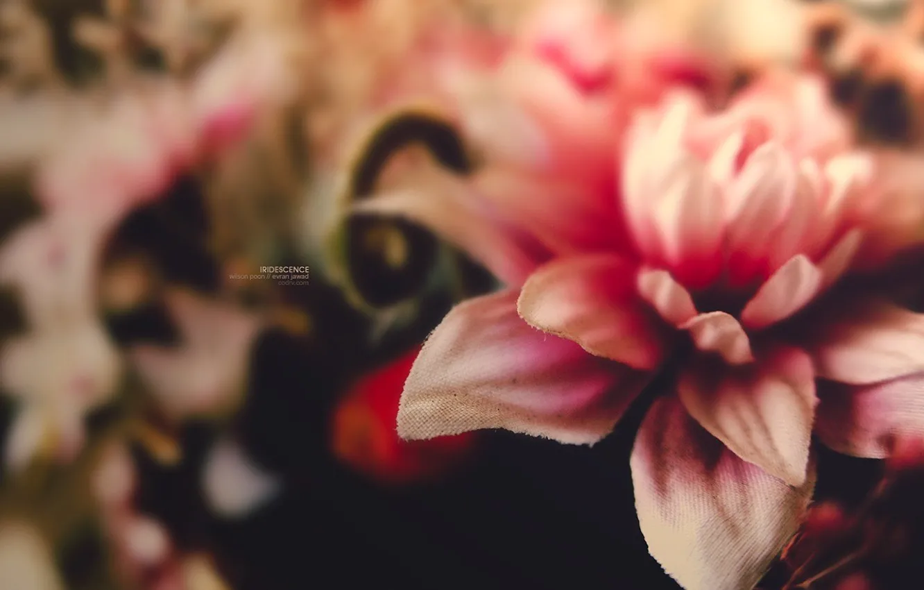 Фото обои цветок, макро, макросьемка, розовый