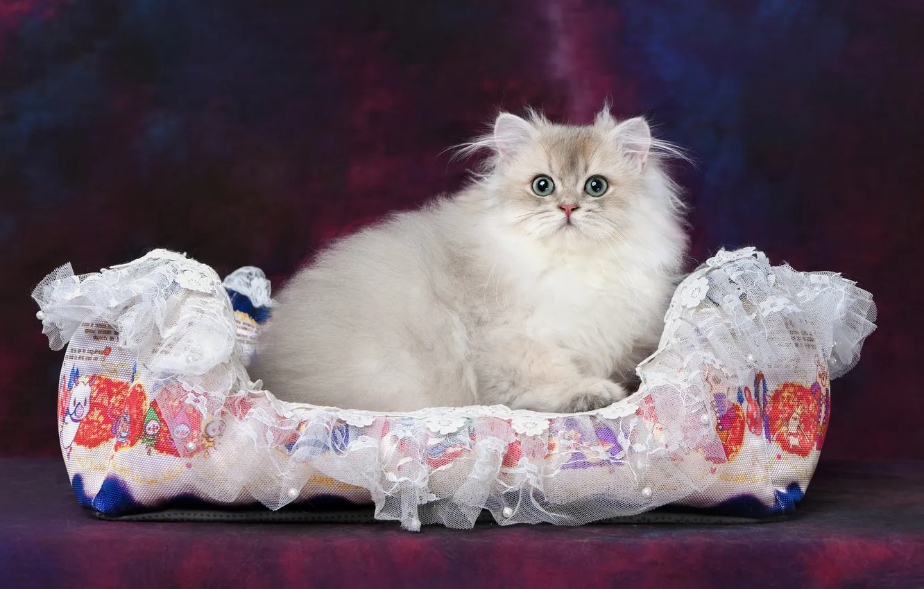 Фото обои кошка, кот, взгляд, поза, котенок, мордашка