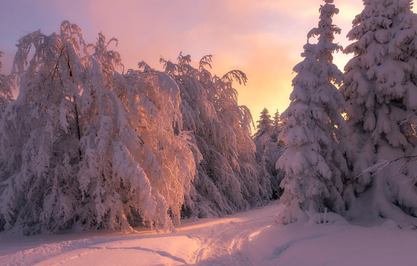 Фото обои зима, снег, деревья, пейзаж, закат, природа, ели, дорожка
