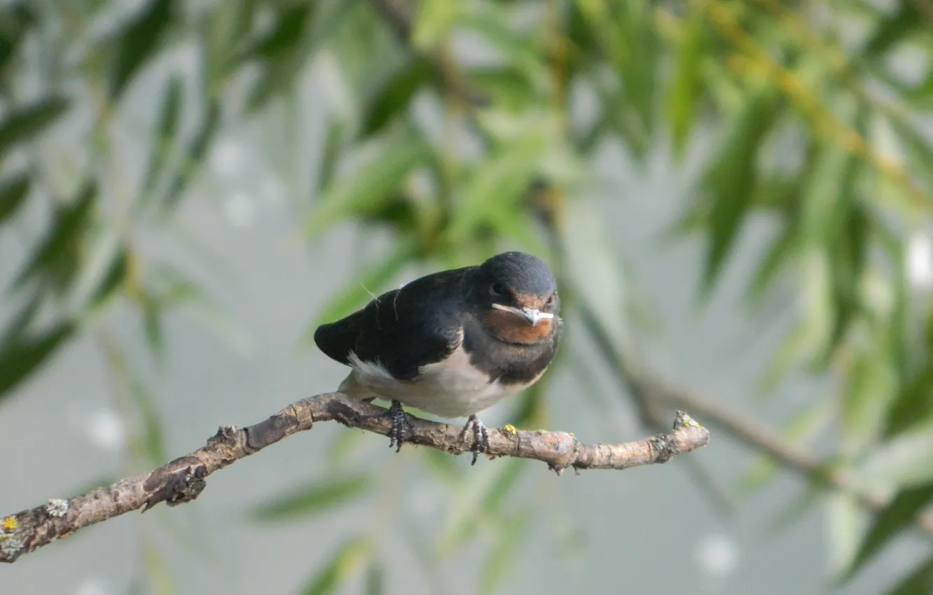 Фото обои природа, животное, птица