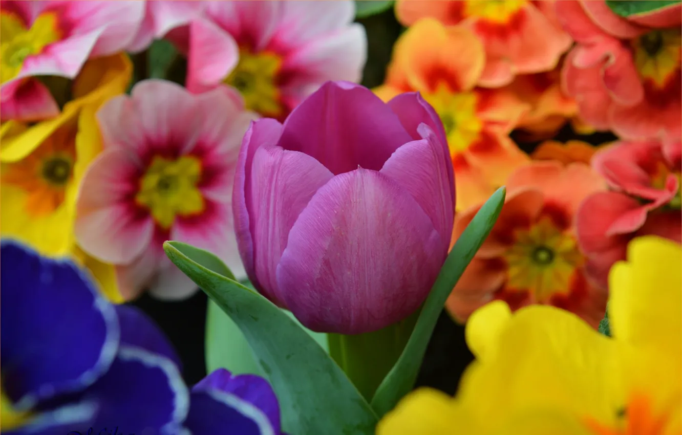Фото обои Цветы, Весна, Тюльпан, Flowers, Spring, Tulip, примула, Purple tulip