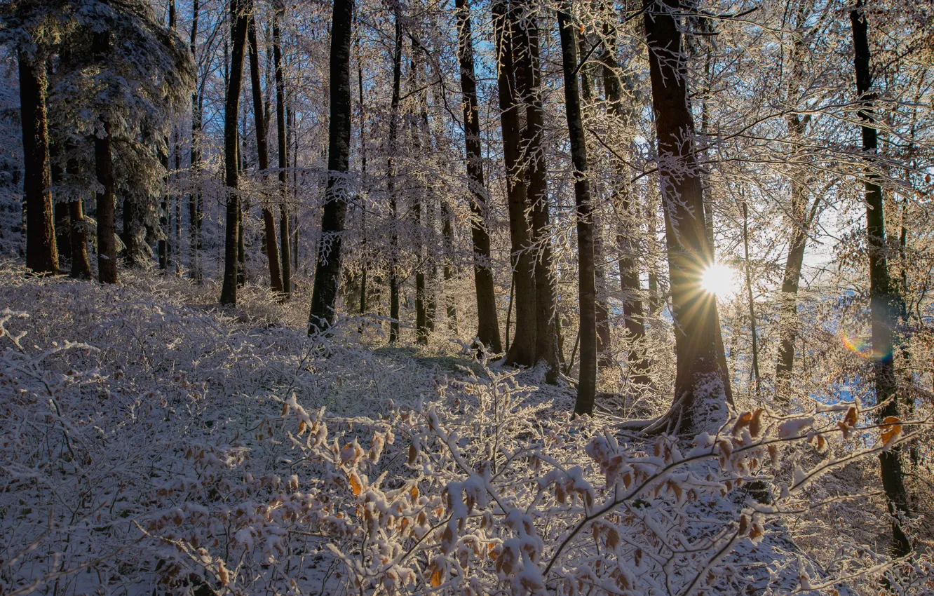 Фото обои зима, лес, снег, деревья, Швейцария