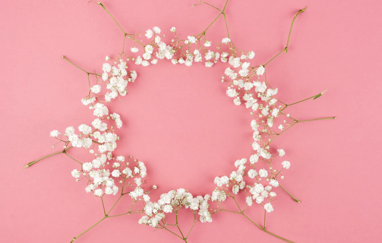 Фото обои цветы, white, белые, розовый фон, pink, flowers, background, tender