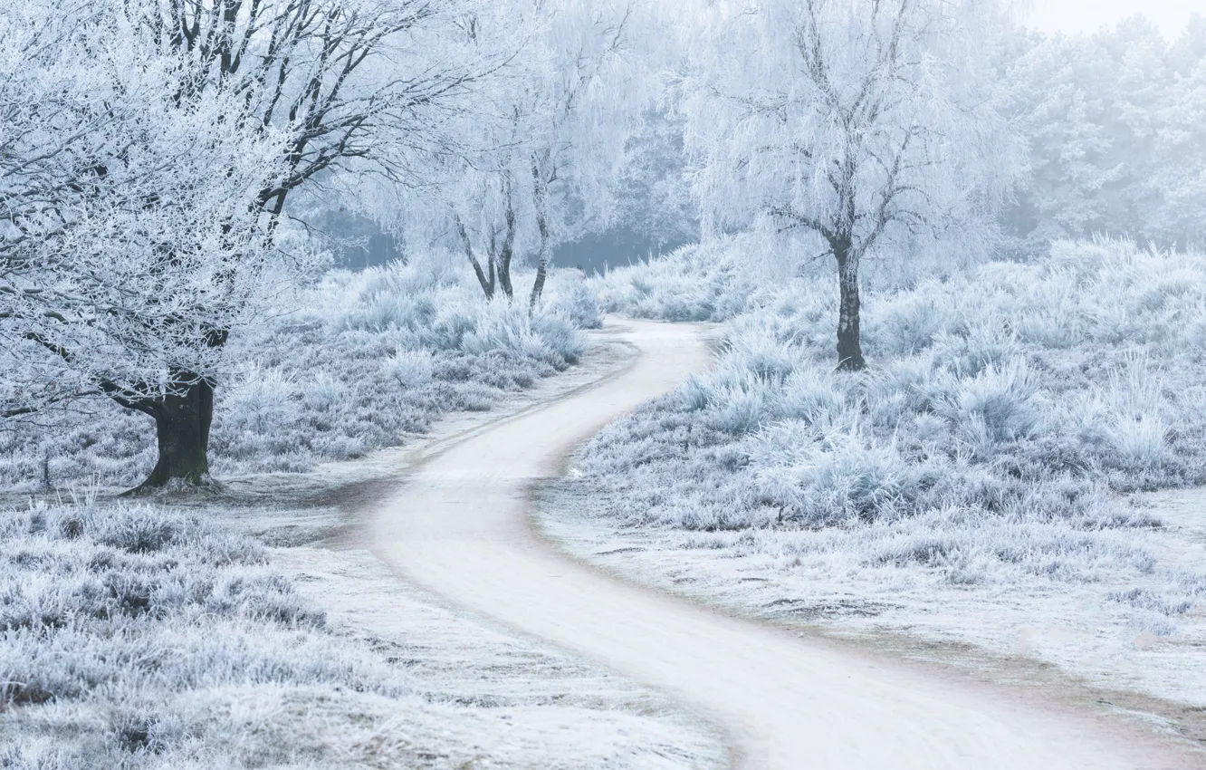 Фото обои зима, дорога, деревья, изморозь