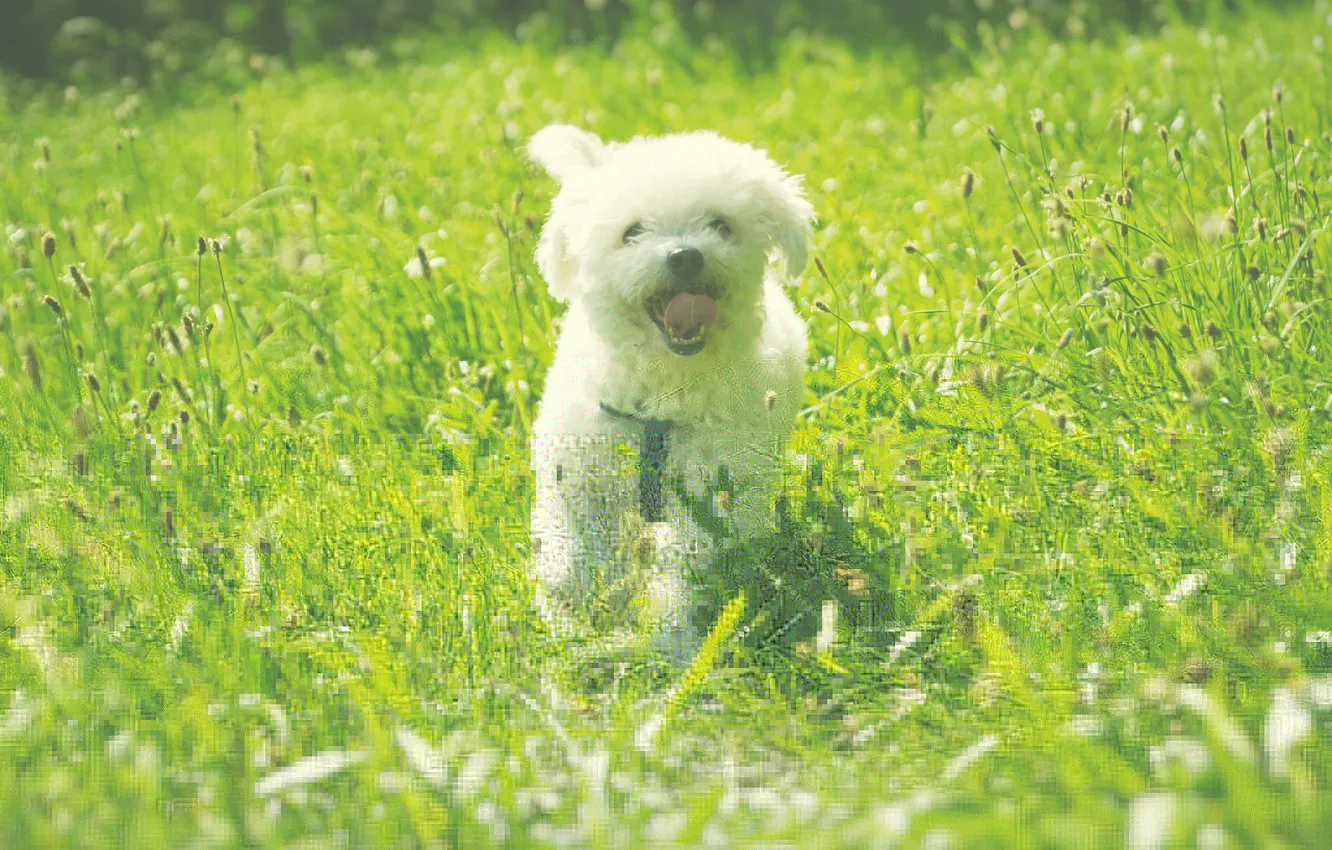 Фото обои поле, трава, собака, солнечно