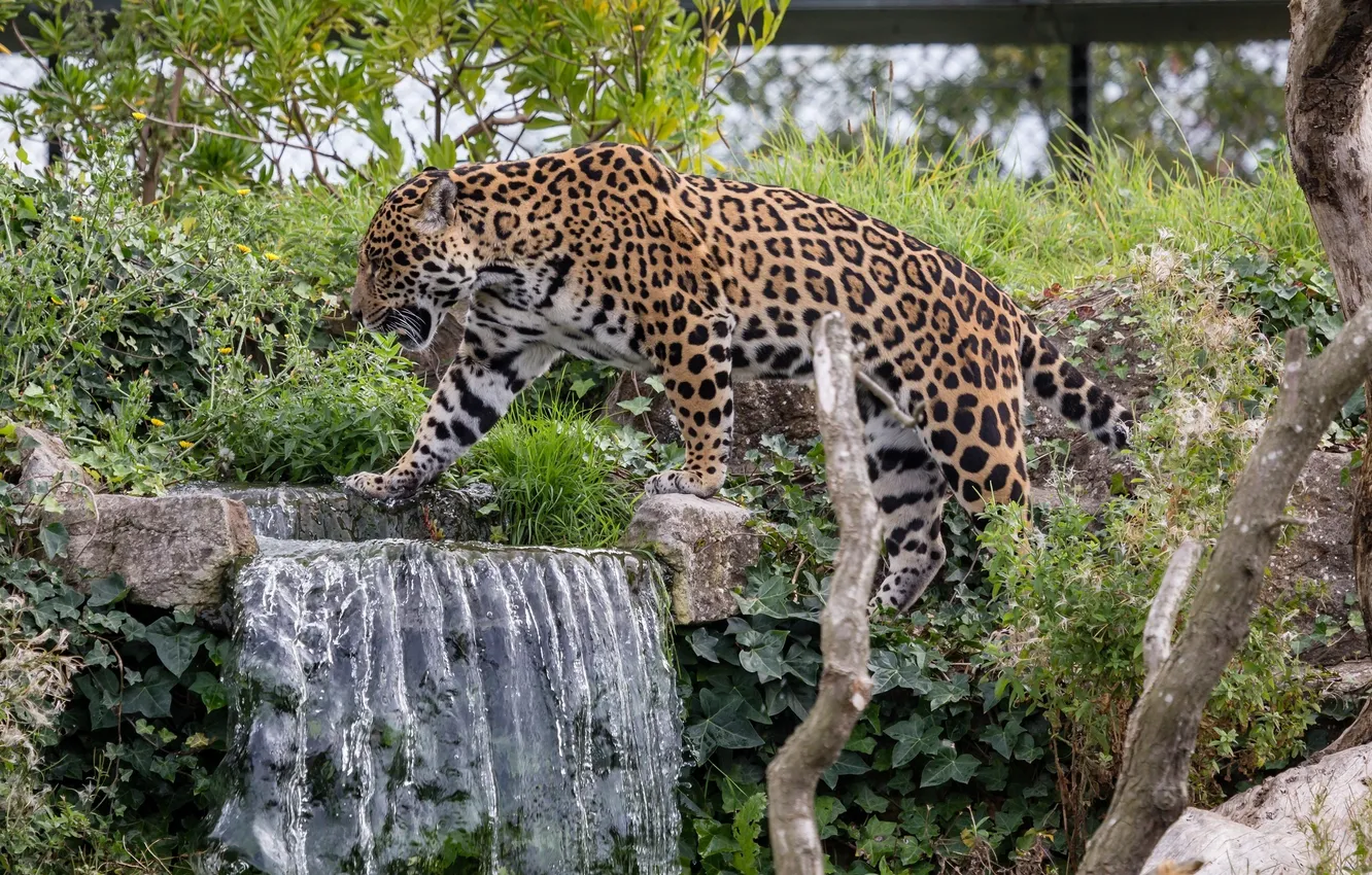 Фото обои заросли, водопад, хищник, пятна, ягуар, прогулка, дикая кошка, зоопарк