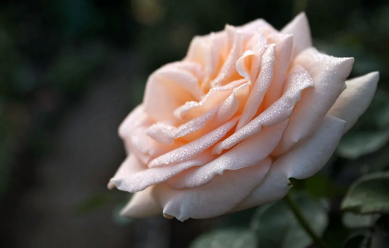 Фото обои роса, роза, Цветок, кремовая