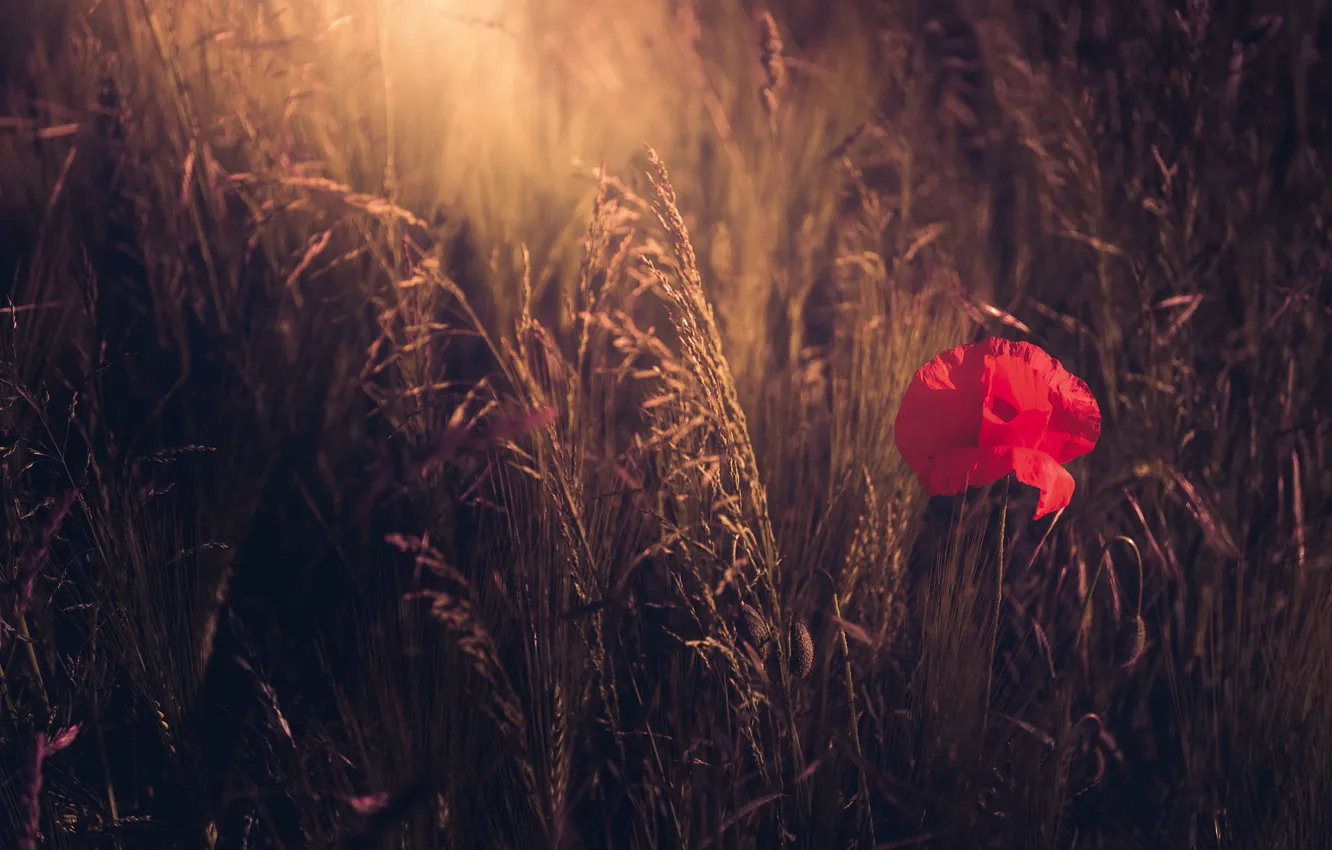 Фото обои поле, цветок, лето, свет, красный, природа, темный фон, поляна