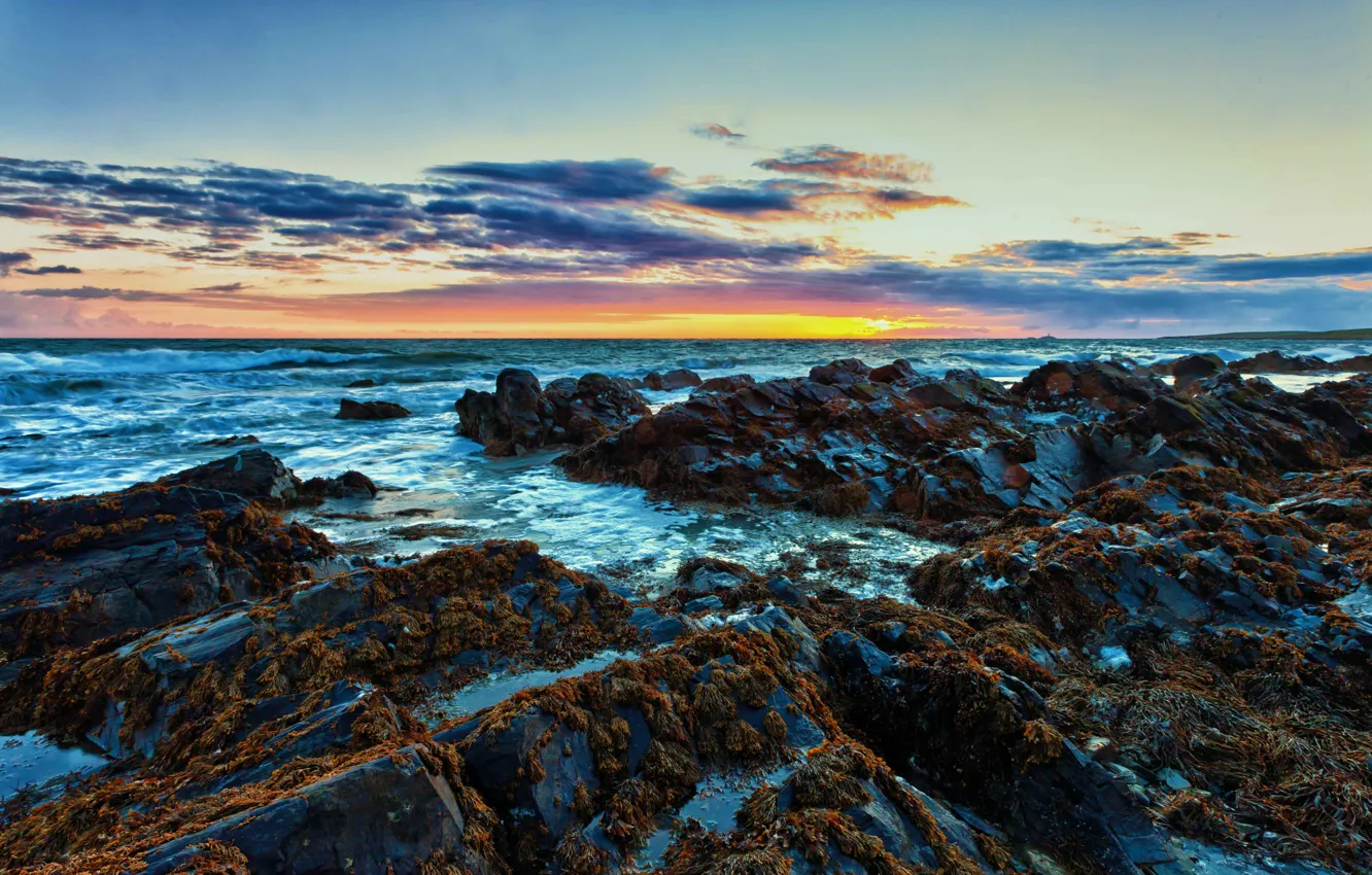 Фото обои море, волны, пена, солнце, водоросли, камни, рассвет, горизонт