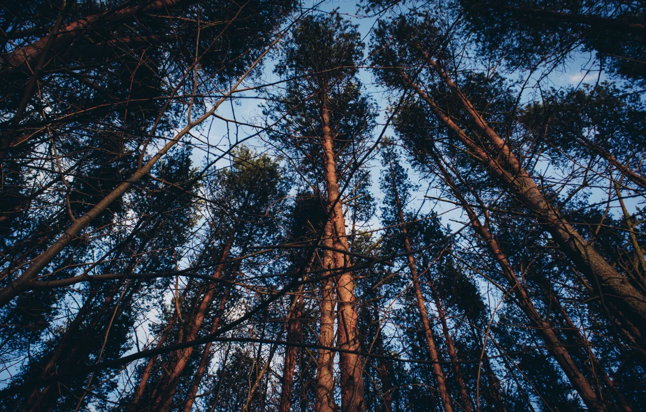 Фото обои лес, небо, деревья, природа, земля, сосна, пасадка