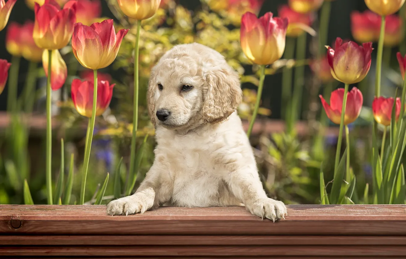 Фото обои друг, собака, тюльпаны