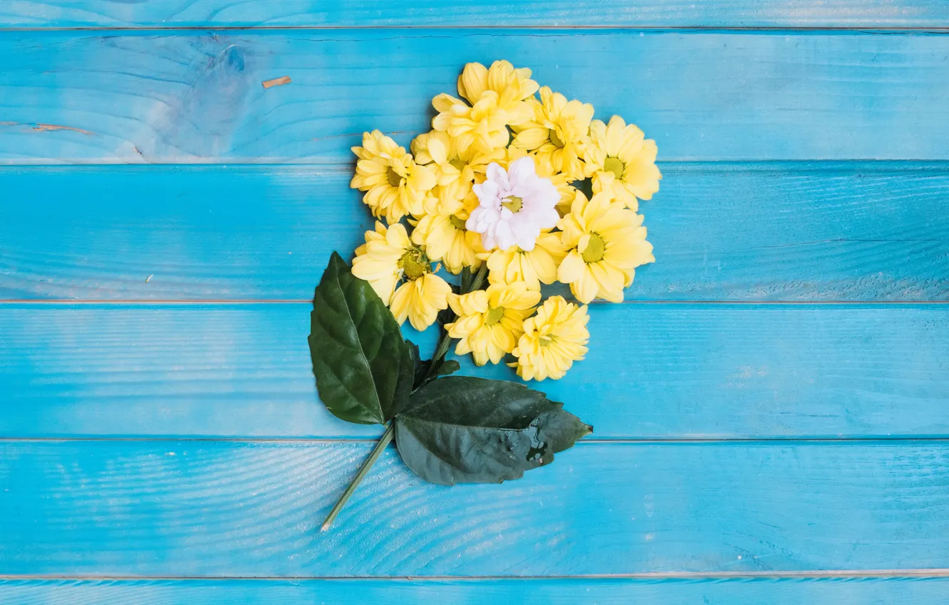 Фото обои цветы, фон, желтые, хризантемы, yellow, wood, flowers, spring