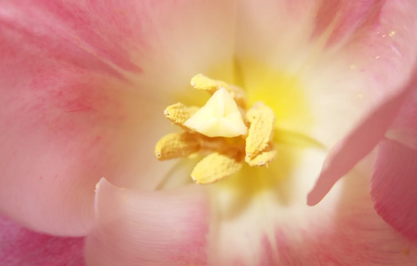 Фото обои макро, цветы, желтый, розовый, весна, тюльпаны