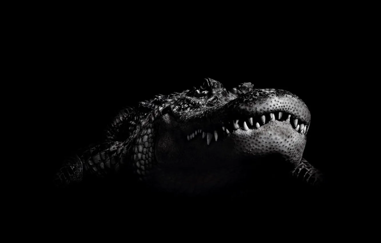 Фото обои черно-белый, крокодил