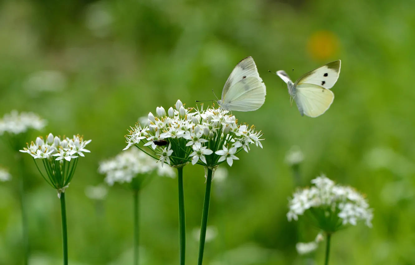 Фото обои бабочки, цветы, фон
