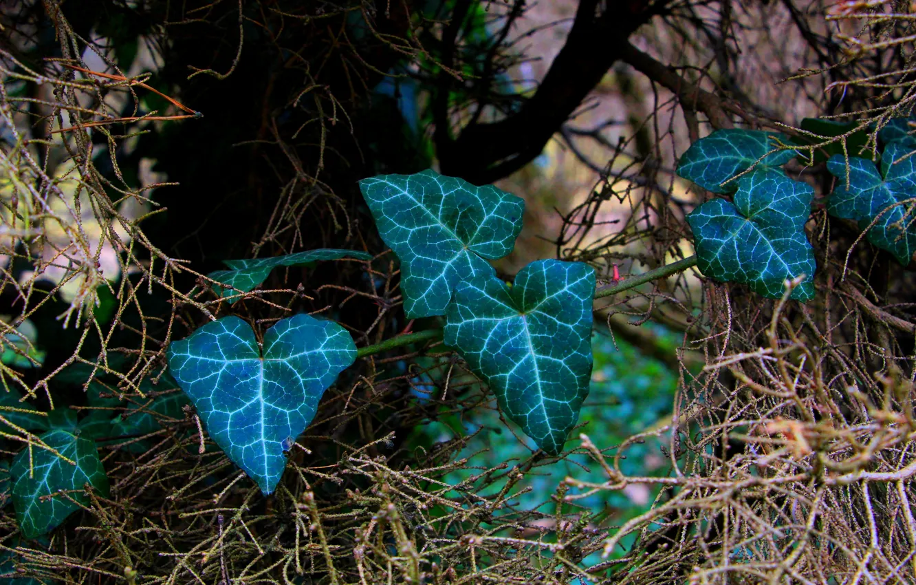 Фото обои green, leaf, twig