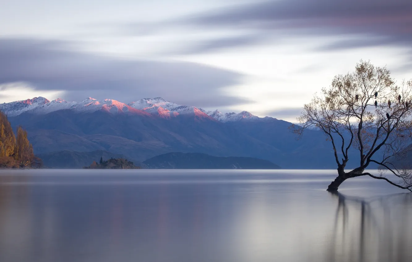 Фото обои горы, озеро, дерево, Новая Зеландия, панорама, New Zealand, водная гладь, Lake Wanaka