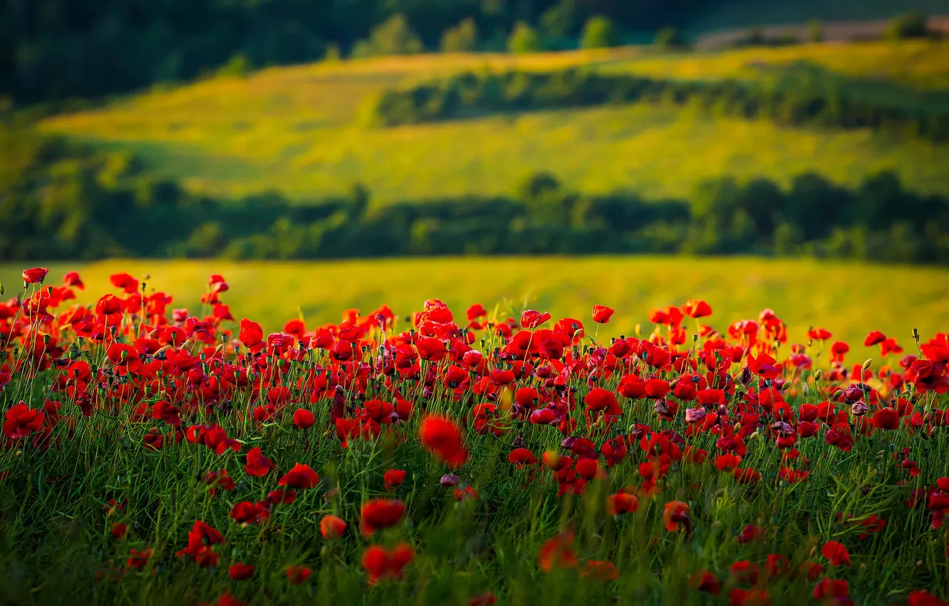 Фото обои поле, маки, луг