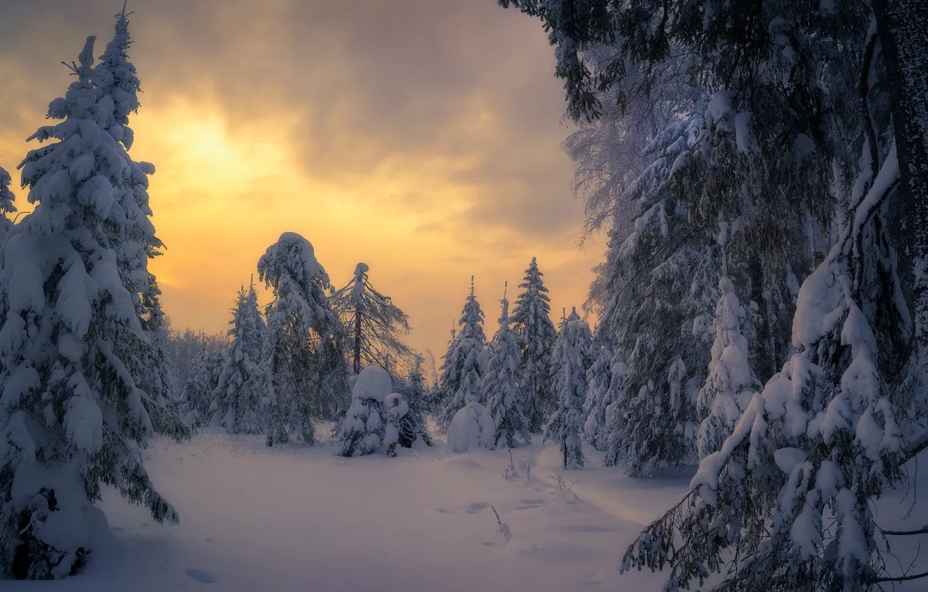 Фото обои зима, снег, деревья, пейзаж, тучи, природа, ели, Сергей Межин