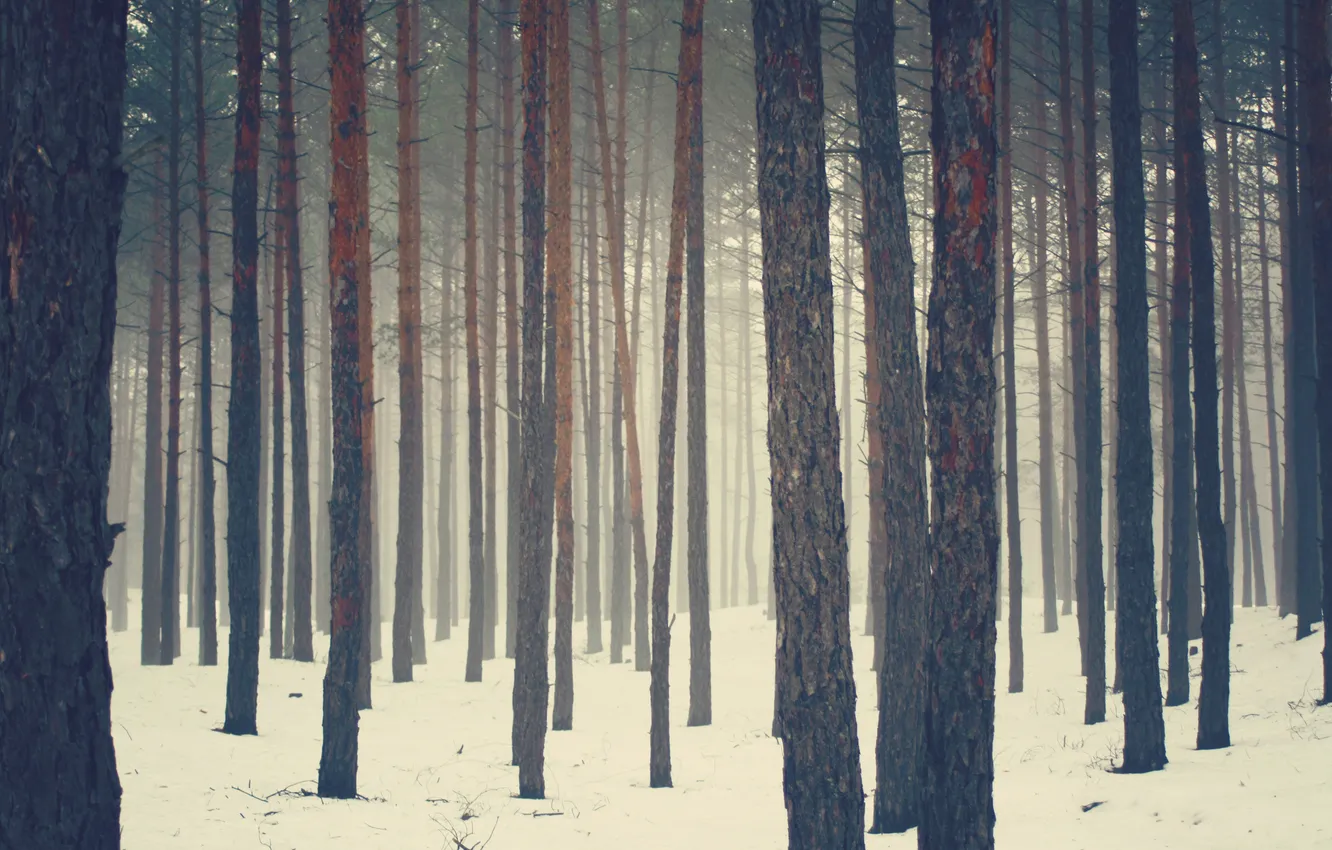 Фото обои зима, лес, снег, сосны, бор