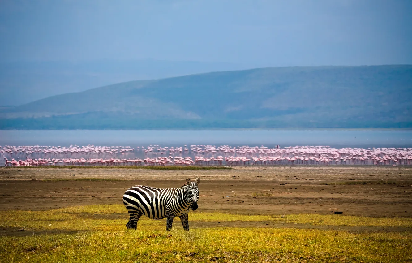 Фото обои озеро, фон, зебра, африка, фламинго