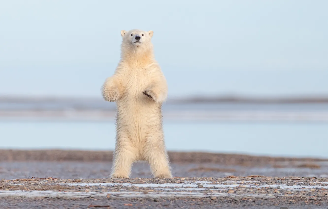 Фото обои медведь, Аляска, белый медведь, стойка, полярный медведь