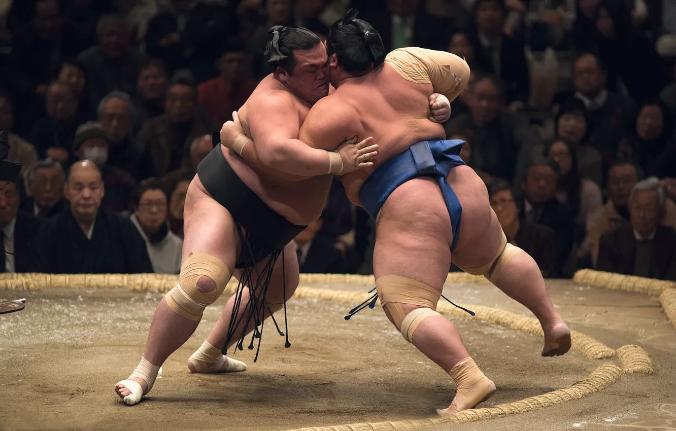 Фото обои спорт, борьба, сумо