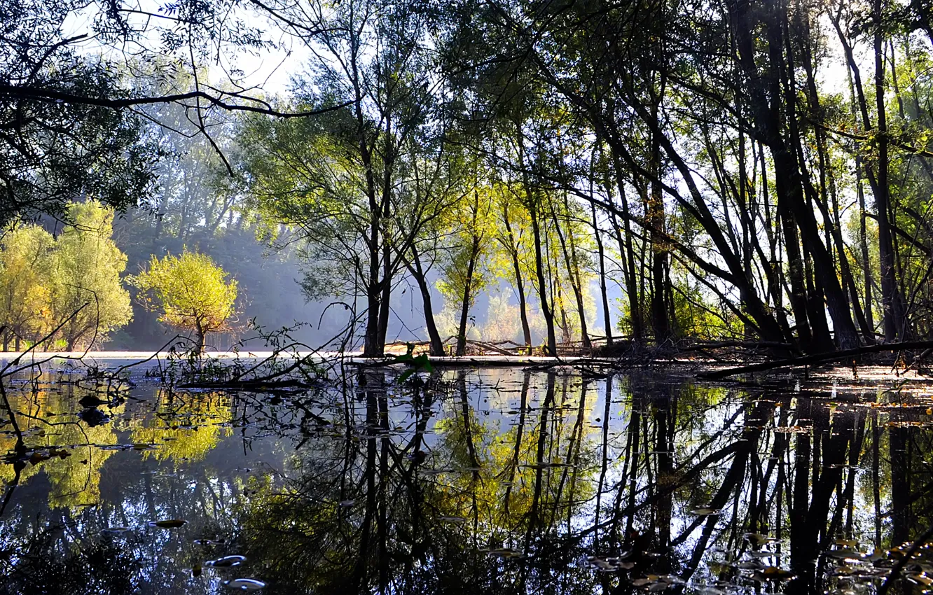 Фото обои лес, вода, деревья