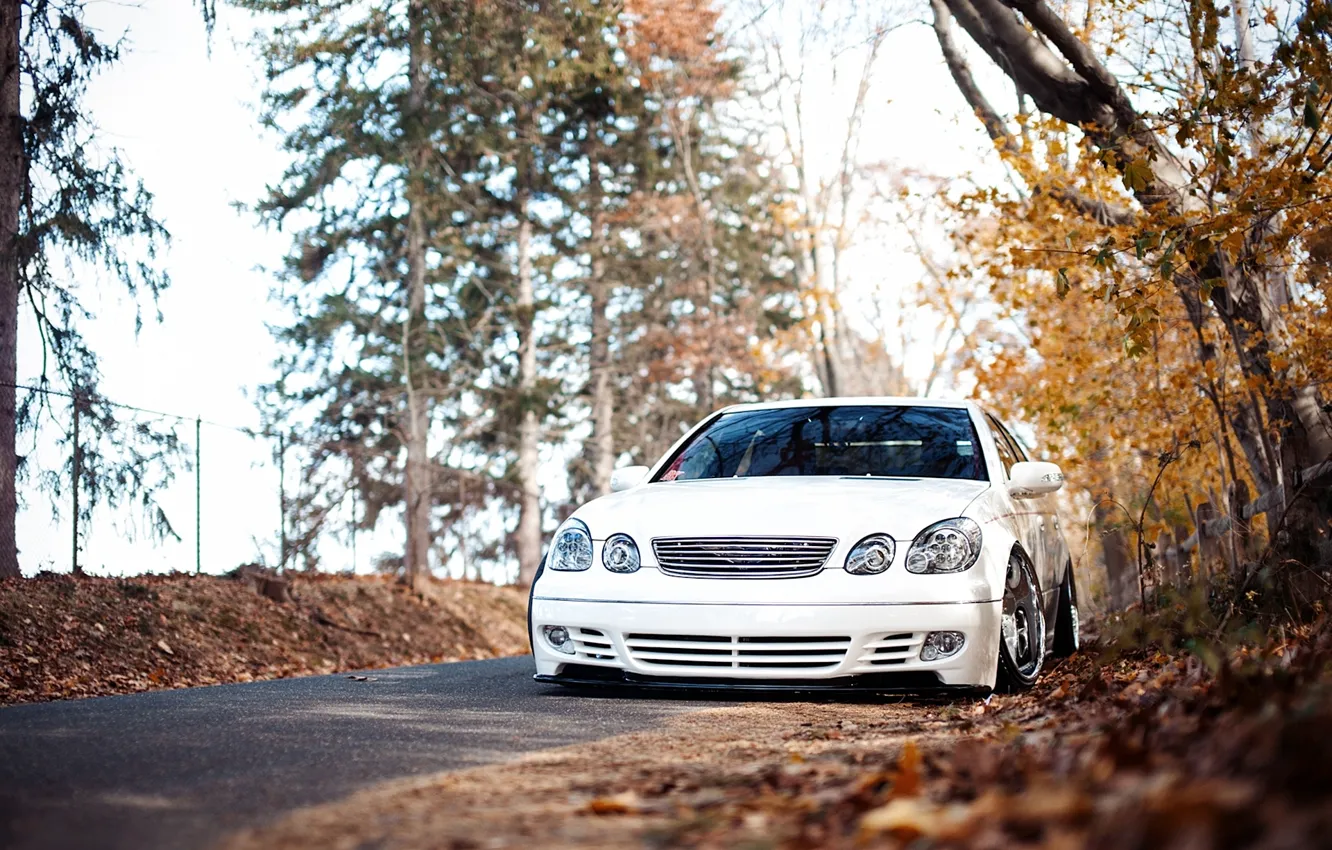 Фото обои осень, лес, белый, перед, stance, Lexus GS