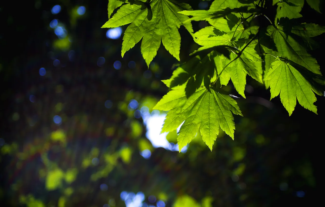 Фото обои листья, макро, зеленый, фон, widescreen, обои, размытие, листик