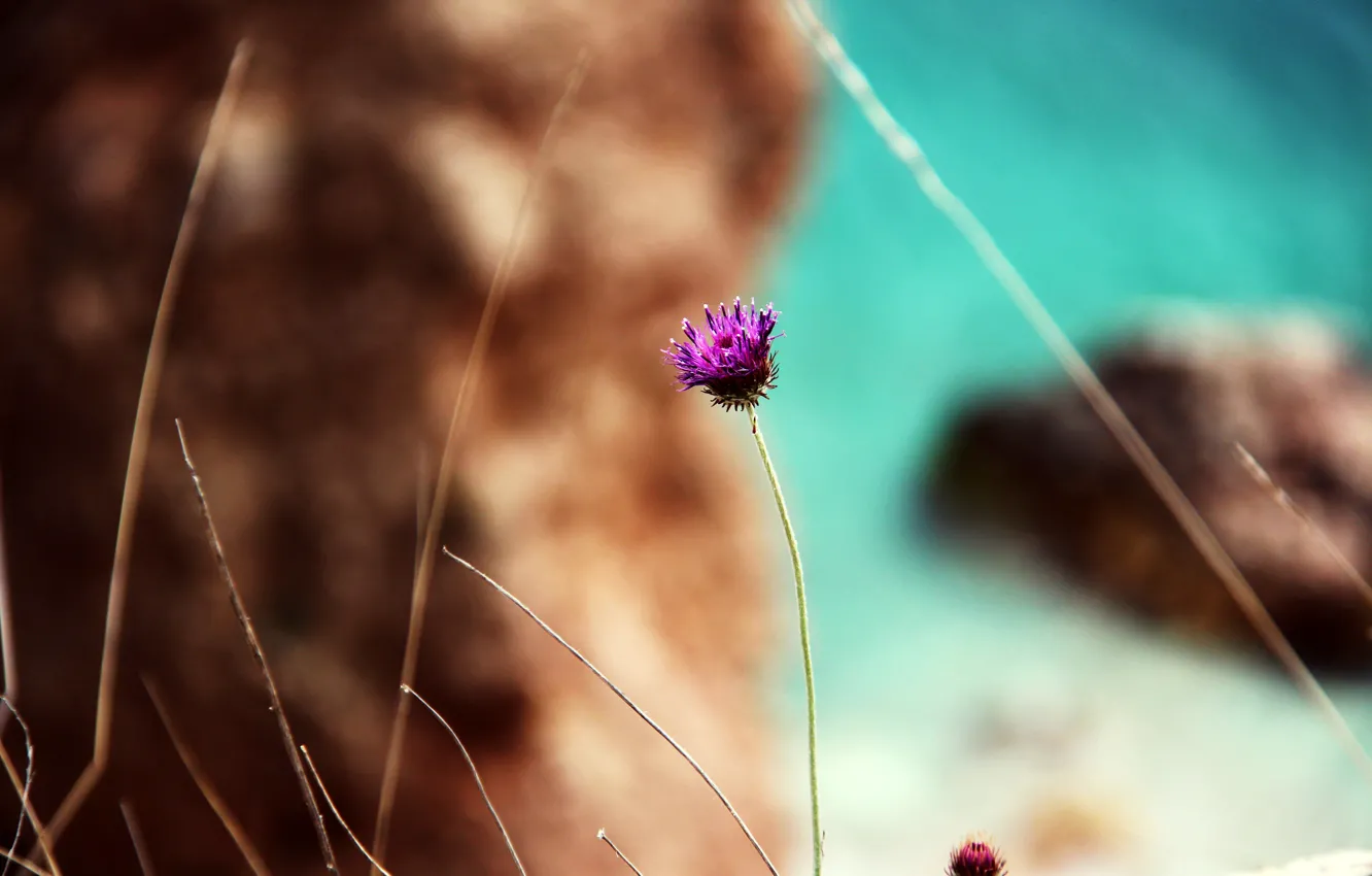 Фото обои море, пляж, цветок, природа, скала