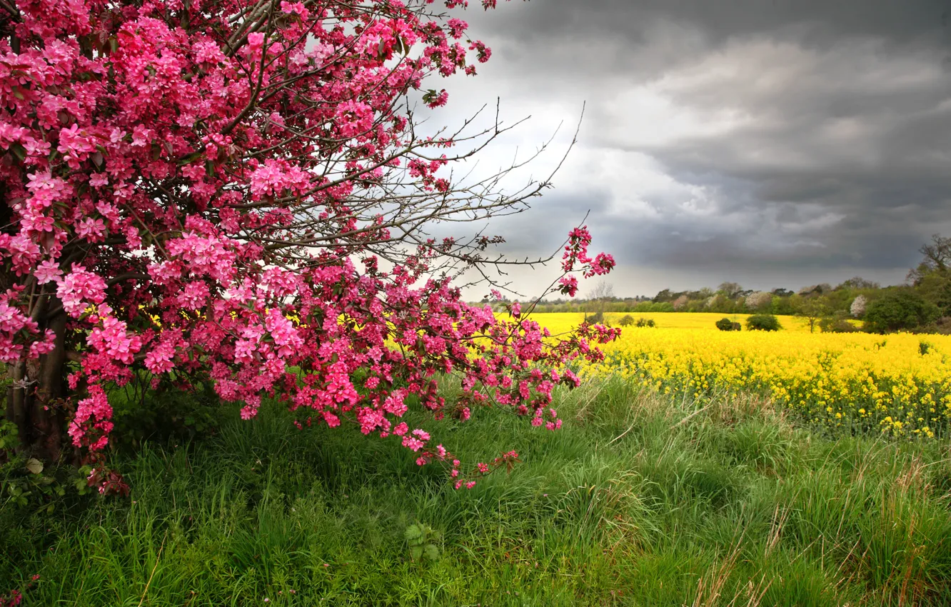 Фото обои поле, природа, дерево, весна, Nature, цветение, flowers, tree