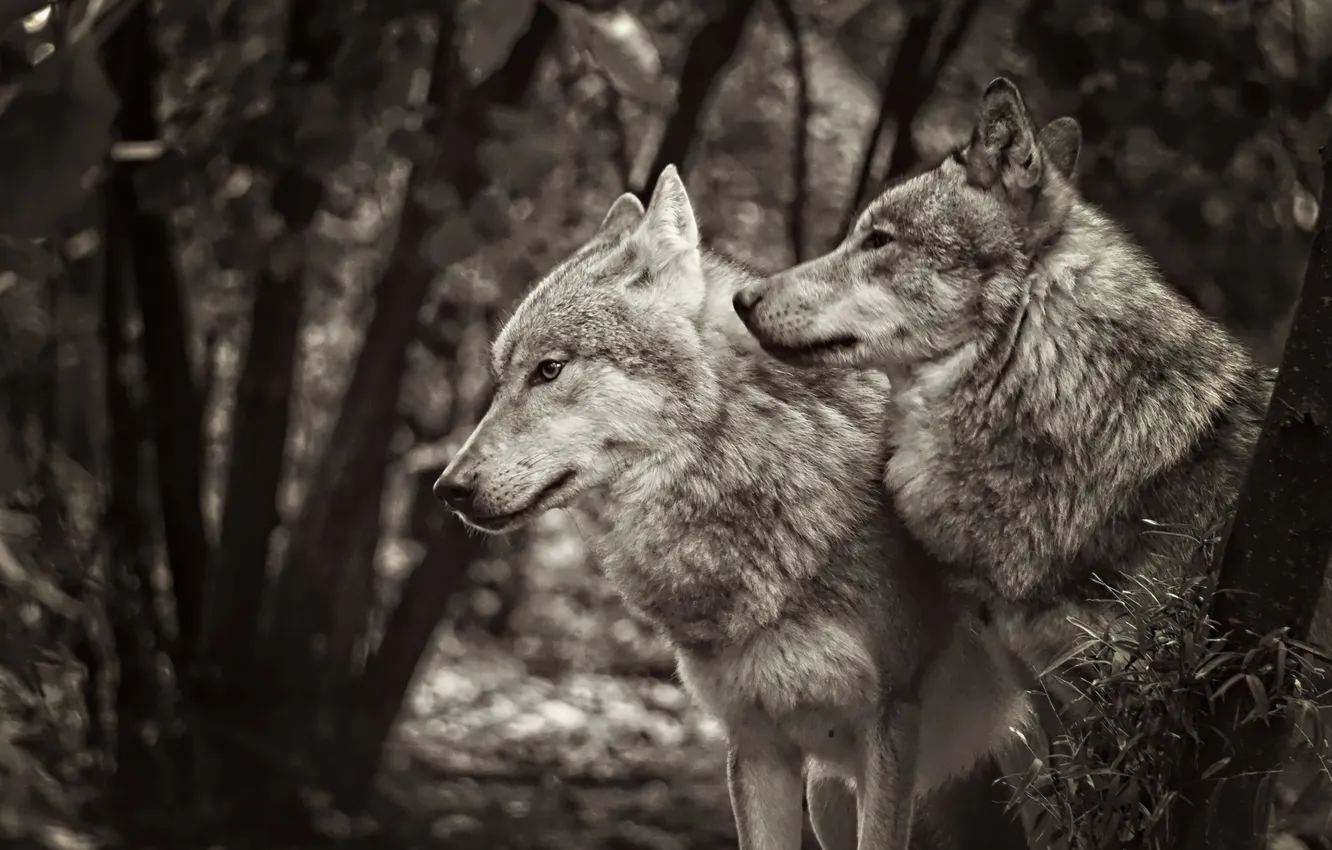 Фото обои nature, face, animal, wolf, wildlife, head, fur, mammal