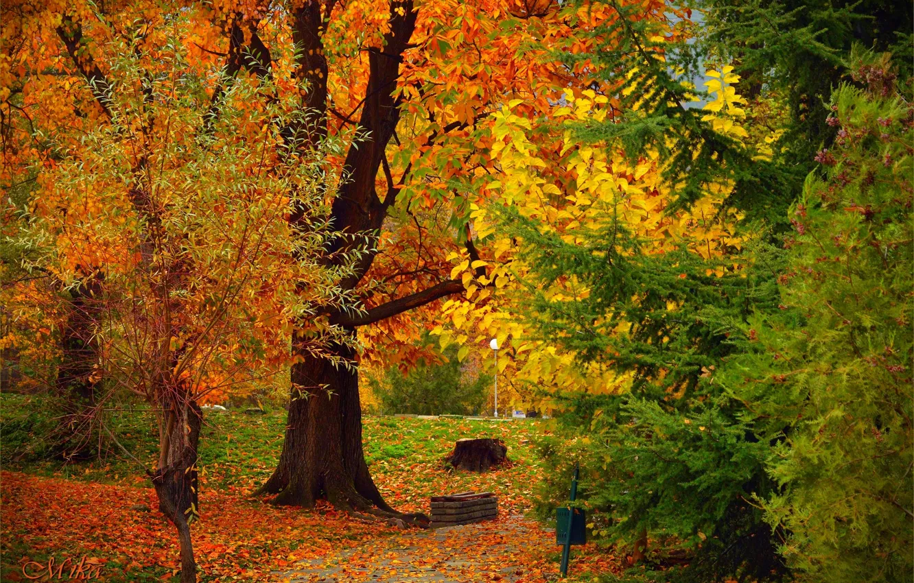 Фото обои Осень, Деревья, Fall, Листва, Autumn, Colors, Trees