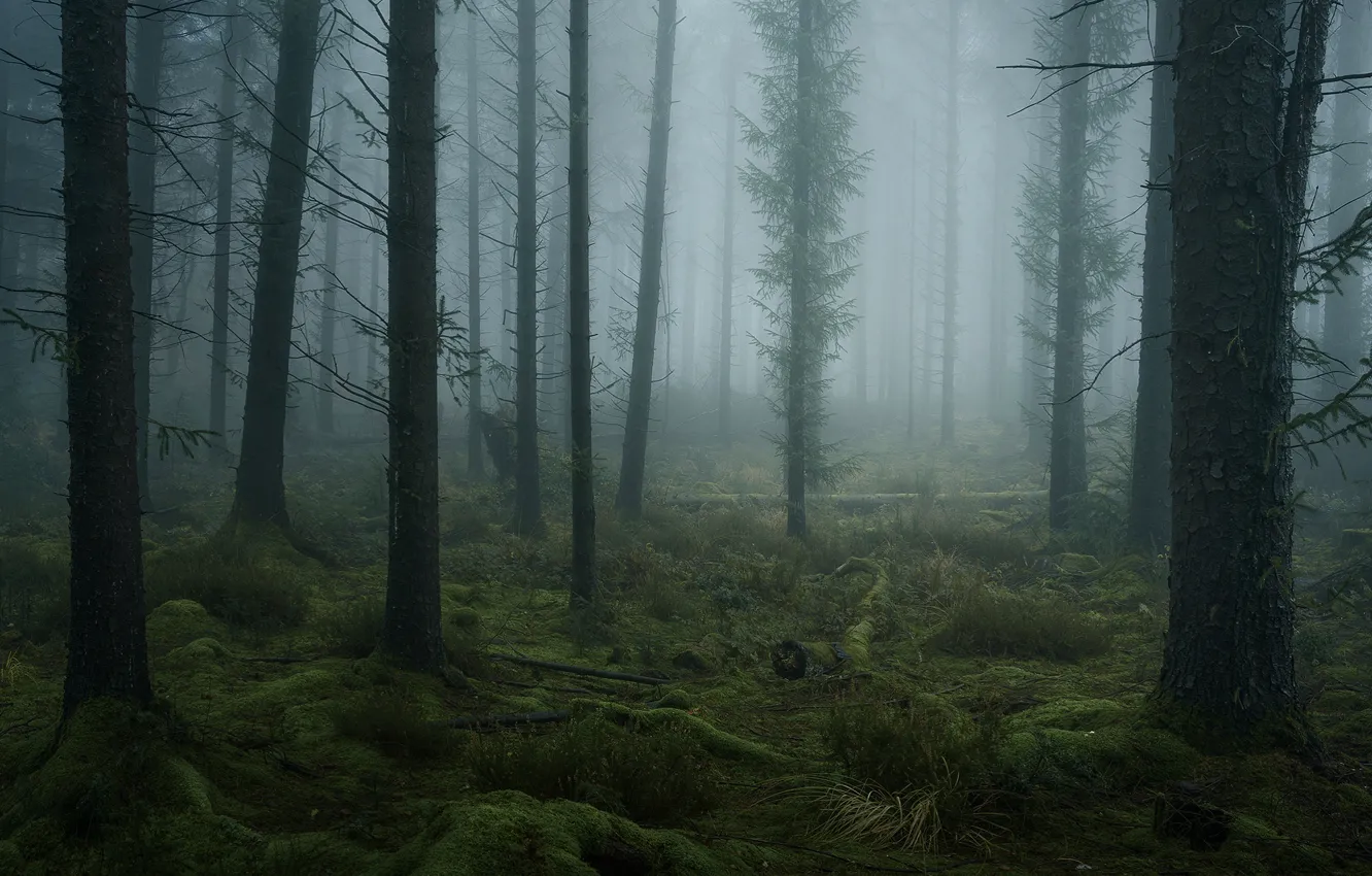 Фото обои лес, деревья, природа, туман, мох