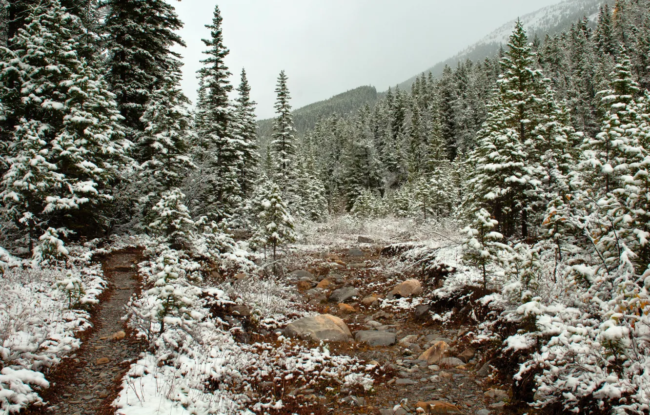 Фото обои лес, снег, деревья, дорожка, поздняя осень