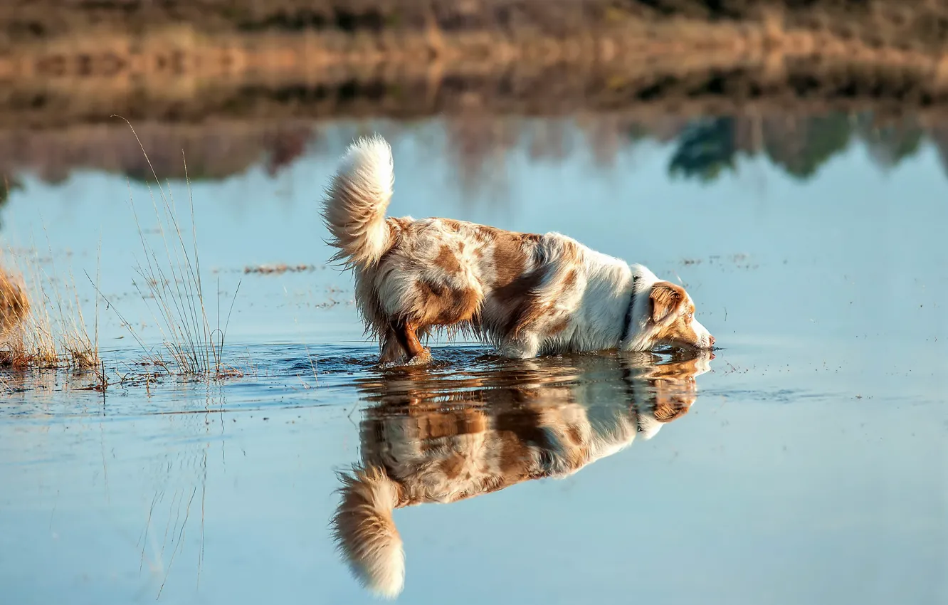 Фото обои взгляд, река, друг, собака