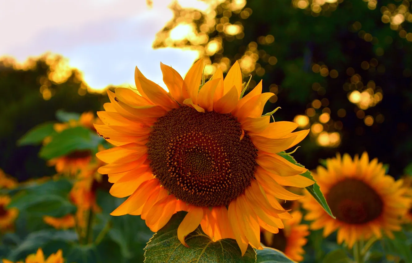 Фото обои Лето, Подсолнухи, Summer, Sunflowers
