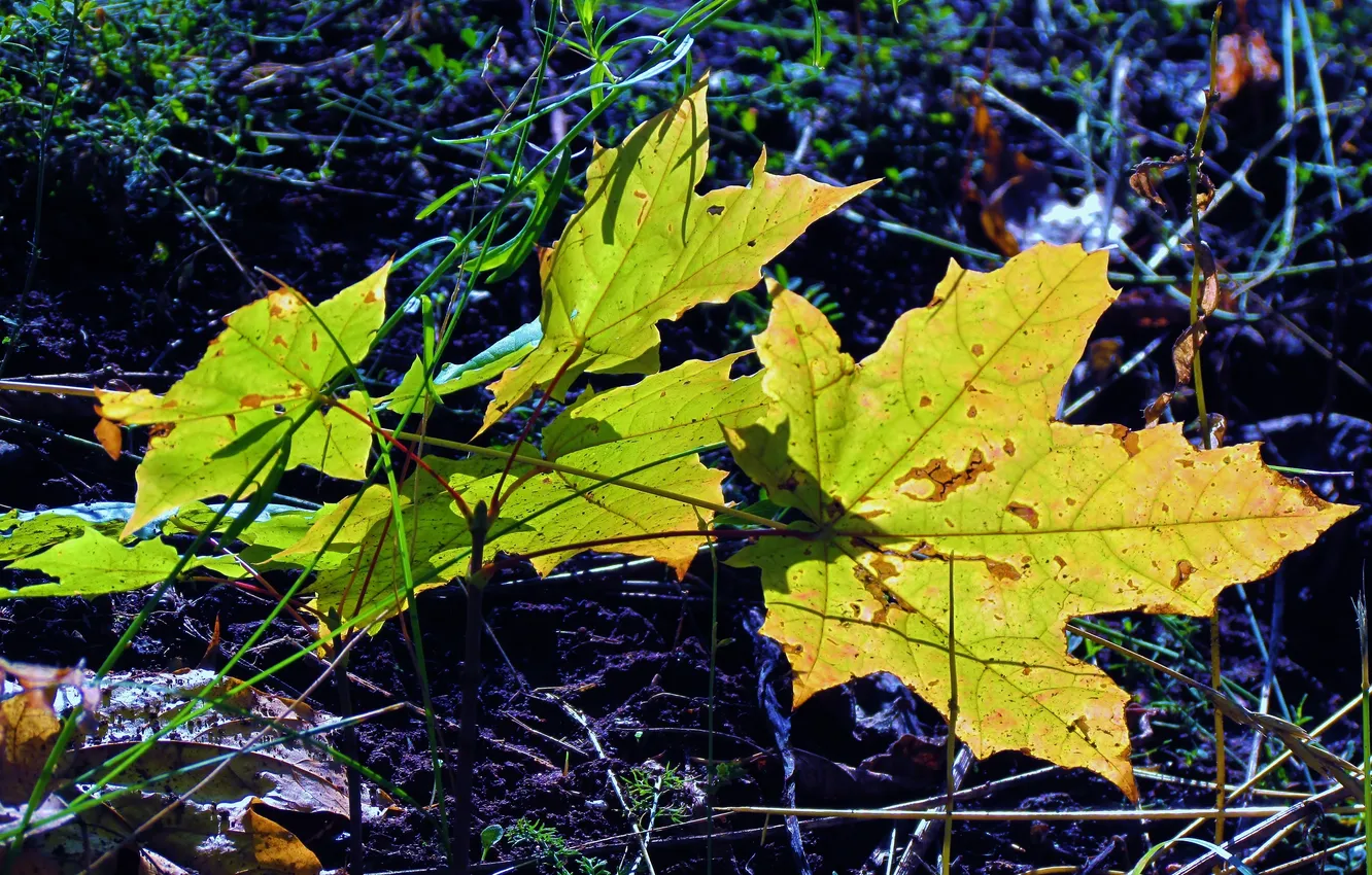 Фото обои осень, лист, Клен, синее